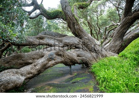 Pohutukawa Tree in Emily Place Reserve - Auckland - New Zealand Royalty-Free Stock Photo #2456821999