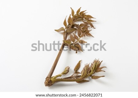 Sprouts of Japanese wild vegetable cod on white background