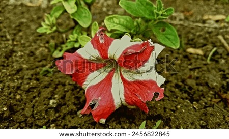 Tricolor Petunia beautiful Flower of spring