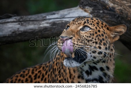 A close up portrait shot of a male rare and endangered Javan leopard (Panthera pardus melas) named arjuna photographed in Prague zoo in Czech republic while showing ping tongue.