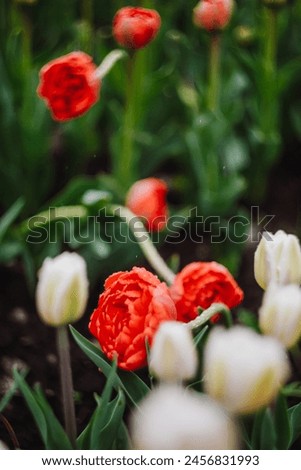 Close-up of vivid red and yellow tulips covered in rain drops, with soft focus on a green, blurred background. The image conveys freshness and the beauty of spring.