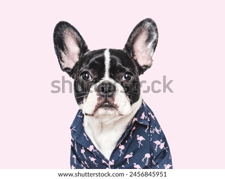 Cute puppy and stylish shirt. Isolated background. Closeup, indoors. Studio photo. Day light. Beauty and fashion. Concept of care, education, training and raising pets