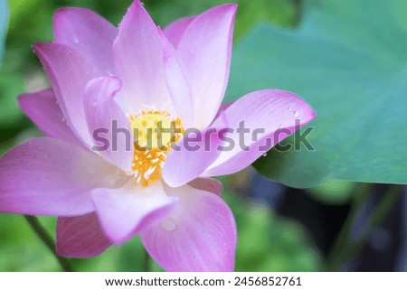 Bright pink lotus flowers blooming among the lush green leaves.
