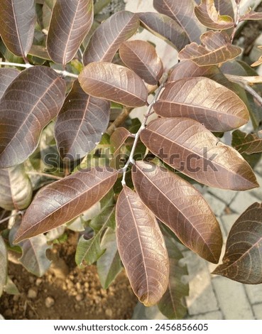 Unique longan tree. Starting from the leaves, stems and fruit, everything is purplish red Royalty-Free Stock Photo #2456856605
