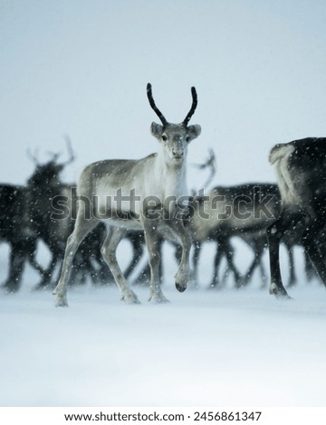 Deer Animal Racer animal beautiful wallpaper pictures background 