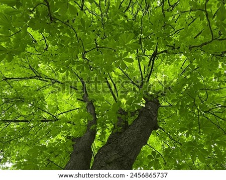 Green chestnut tree, spring, incredible green colors