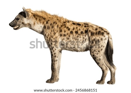side view of spotted hyena isolated on the white background.