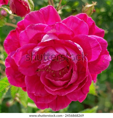 The image is a close-up of a pink rose, showcasing its petals and color.