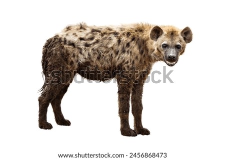 adult spotted hyena isolated on white background.