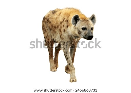front view of spotted hyena isolated on white background.