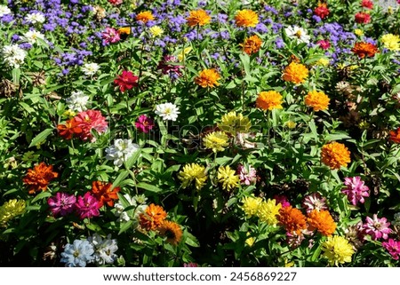 Many beautiful large vivid pink, orange, red and white zinnia flowers in full bloom on blurred green background, photographed with soft focus in a garden in a sunny summer day