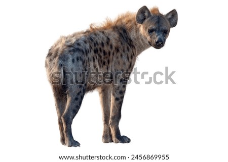 spotted hyena isolated on white background.