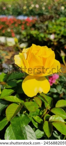 YELLOW ROSE, BEAUTIFUL YELLOW ROSE, SYMBLE OF FRINDSHIP