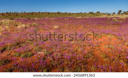 outback landscape in bloom, Northern territory, Australia Royalty-Free Stock Photo #2456891363