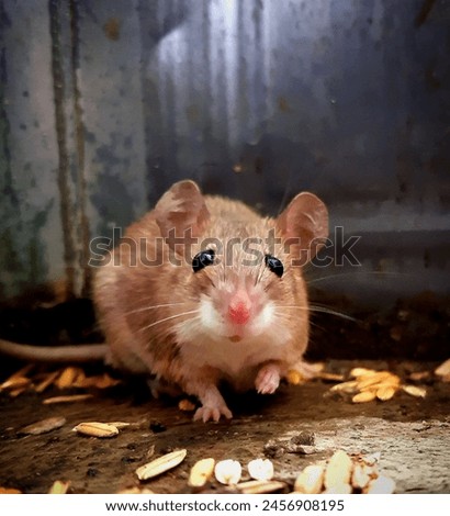 Rat searching for food and given stils for photo 