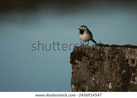 Portrait of a white wagtail