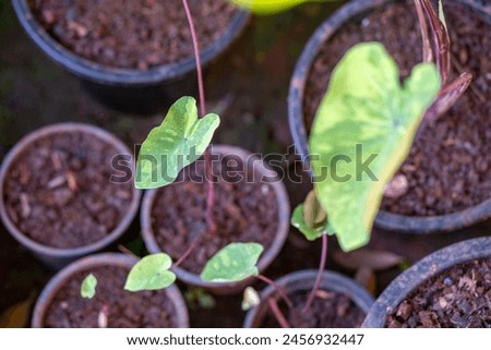 Selective focus, a small Alocasia macrorrhizos plant growing in a pot. Alocasia macrorrhizos trees for sale.