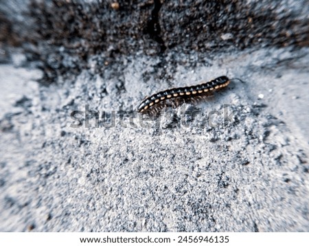 Yellow spotted millipede or Harpaphe or Polydesmida picture above cement ground. Royalty-Free Stock Photo #2456946135