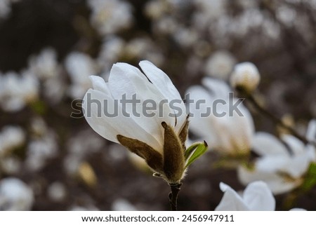 White magnolia. White flowers. Spring floral background.