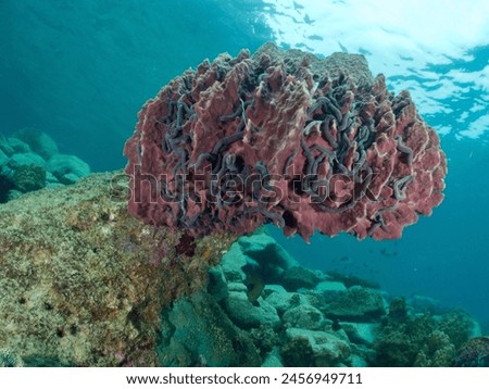 Giant Barrel Volcano Sponge, Great Vase Spong - Xestospongia muta. Marine Animals in phylum Porifera under tropical warm water - Indo Pacific Ocean Reef. Pore Bearers colored in Pink and Brownish Red. Royalty-Free Stock Photo #2456949711