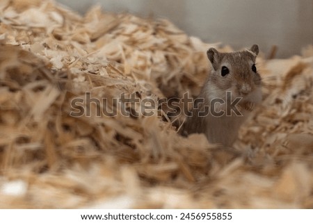 Brown cute mouse in straw