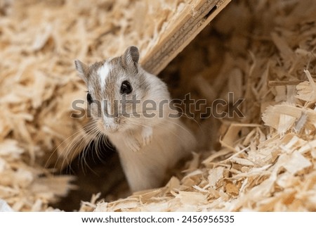 Brown cute mouse in straw looking up