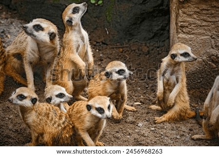 A Group Of Meerkat, Mammal, Anima .