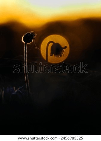 Small Pasque Flower, Pulsatilla pratensis in beautiful evening backlight. Amazing spring scene in sunset. Protected and colorful flower looking like bell blooming on the meadow with webs. Silhouette