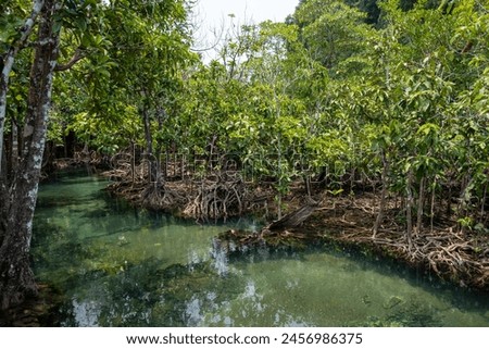 Transparent green and blue stream the tree roots and rocks under the water. Thapom Klong Song Nam in Krabi, Thailand Royalty-Free Stock Photo #2456986375