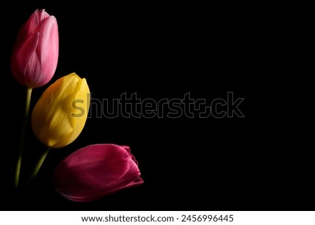 red, yellow, pink tulip as a background for wishes, desktop wallpaper or texture. love, jealousy, faithfulness, full emotions. Royalty-Free Stock Photo #2456996445