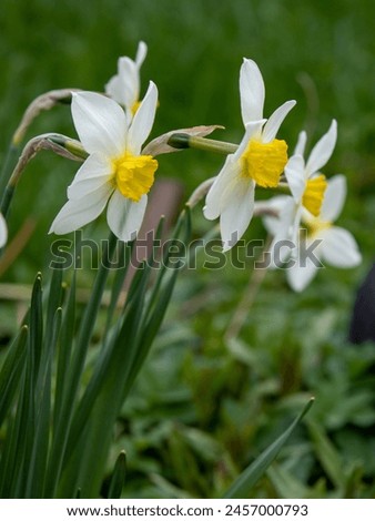 White daffodils. The first spring flowers bloomed in the garden. Primroses in the park	
