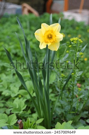Yellow daffodil in the flowerbed.