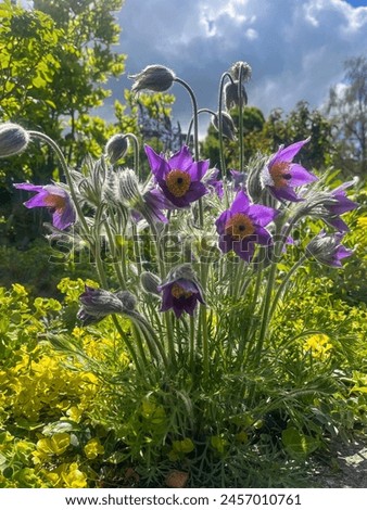 Annecy, Haute-Savoie, France, 04-25-2024: Pulsatilla vulgaris, the pasqueflower, a species of flowering plant  of the buttercup family (Ranunculaceae), considered part of the genus Anemone Royalty-Free Stock Photo #2457010761