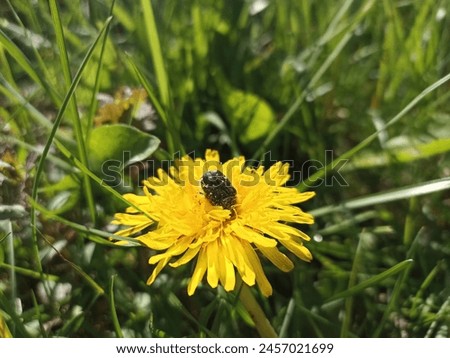 Oxythyrea funesta is a phytophagous beetle species belonging to the family Cetoniidae, subfamily Cetoniinae. Common name “White spotted rose beetle”. Taraxacum officinale Royalty-Free Stock Photo #2457021699