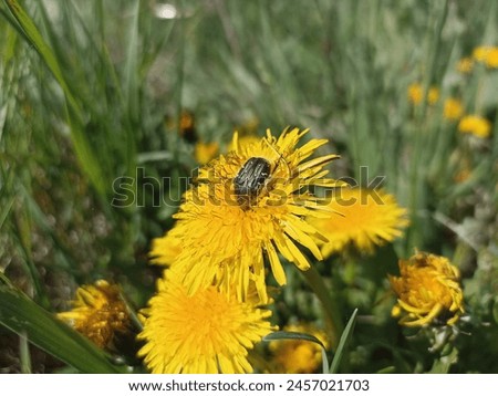 Oxythyrea funesta is a phytophagous beetle species belonging to the family Cetoniidae, subfamily Cetoniinae. Common name “White spotted rose beetle”. Taraxacum officinale Royalty-Free Stock Photo #2457021703