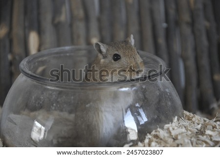 Gerbil in enclosure with sawdust, wood and hay