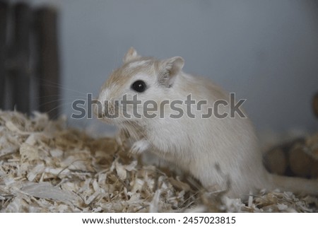 Gerbil in enclosure with sawdust, wood and hay
