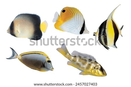 Vector set of tropical fish. Isolated pictures on a white background. Fish of coral reefs