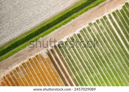 Aerial view of Tulip fields pattern perpendicular to the canal in the Netherlands countryside.