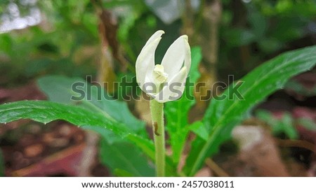 Closeup of Kitolod flower buds with slightly faded background. Sunday, April 21 2024, East Java, Indonesia.