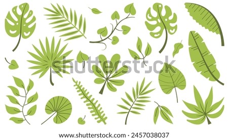 Tropical green leaves collection. Calathea, Monstera and palm leaves. Green different type exotic plants set. Vector illustration of Jungle plants isolated on white background Royalty-Free Stock Photo #2457038037