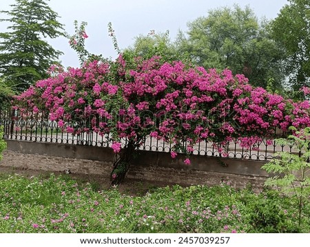 Bougainvillea is a thorny, woody vine that produces bright, papery bracts in shades of pink, purple, orange, white, and red. The flowers are small and white, but the bracts create a stunning display. Royalty-Free Stock Photo #2457039257