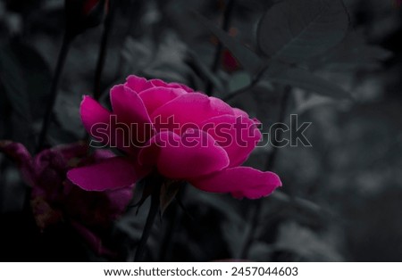 Close-up Of Pink Rose In Garden 