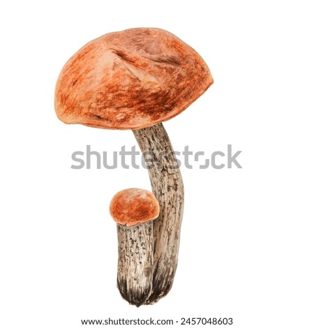 Wild edible mushroom with red cap. Watercolor hand drawn botanical realistic illustration. Forest boletus clip art. Isolated painting for fabric, postcards, invitations, menus, prints, packing paper