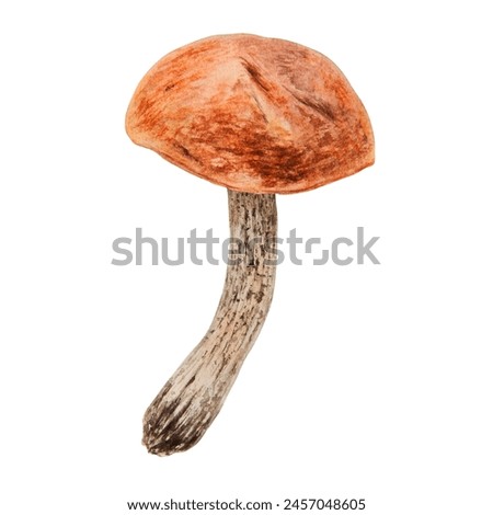 Wild edible mushroom with red cap. Watercolor hand drawn botanical realistic illustration. Forest boletus clip art. Isolated painting for fabric, postcards, invitations, menus, prints, packing paper