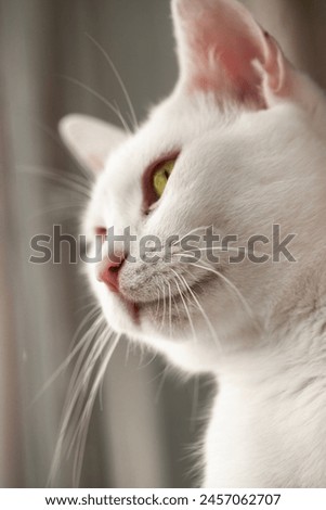 A white mixed-breed cat with green eyes