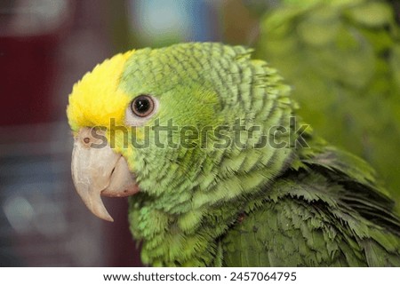 Close up of a young Amazon Parrot