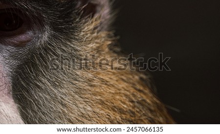 Macro shot of a monkey's head with a black background.