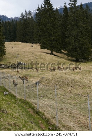 The deer at the Paneveggio park. The deer nature reserve in Paneveggio. Predazzo, Val di Fiemme, South Tyrol, Trentino Alto Adige, Italy.