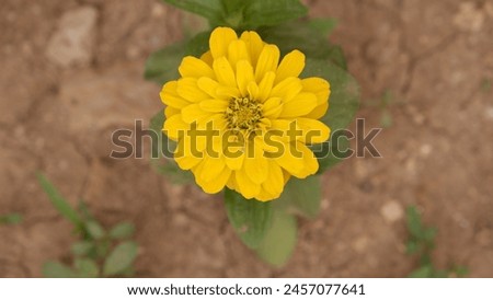 Zinnia flower is preferred in gardens with its different colors. 